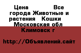 Zolton › Цена ­ 30 000 - Все города Животные и растения » Кошки   . Московская обл.,Климовск г.